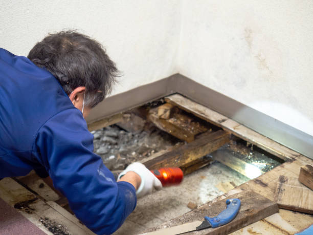 Mold Testing and Removal in Mountain City, GA