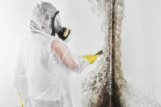 Best Mold Cleaning Services  in Mountain City, GA