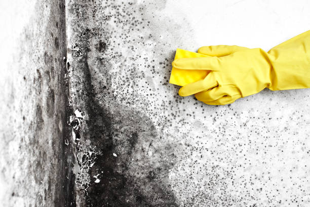 Best Residential Mold Removal  in Mountain City, GA