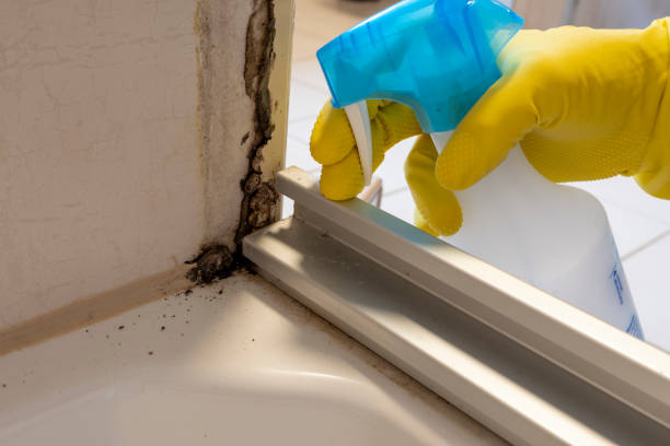 Trusted Mountain City, GA Mold Removal Experts