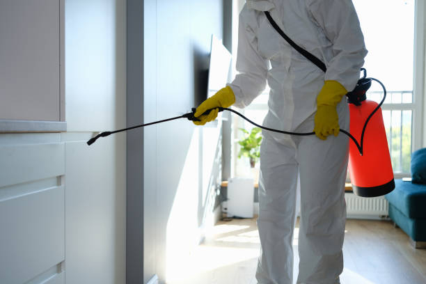 Best Toxic Mold Removal  in Mountain City, GA
