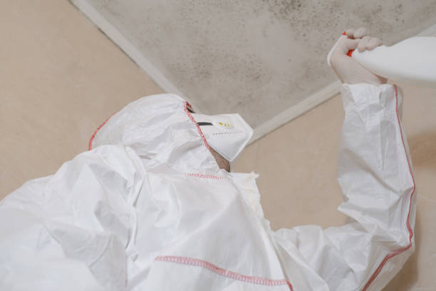Best Mold Removal Near Me  in Mountain City, GA
