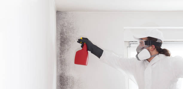 Best Office Mold Removal Services  in Mountain City, GA