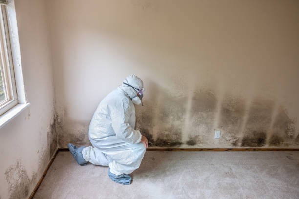 Home Mold Removal in Mountain City, GA