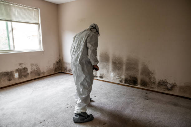 Best Mold Testing  in Mountain City, GA