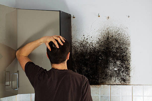Best Mold Testing  in Mountain City, GA