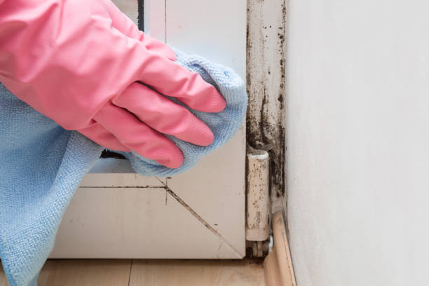 Best Same-Day Mold Removal  in Mountain City, GA