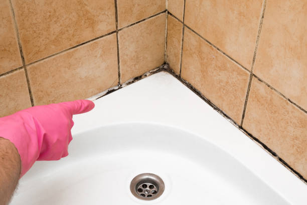 Best Crawl Space Mold Removal  in Mountain City, GA