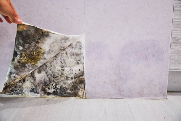 Mold Removal Process in Mountain City, GA